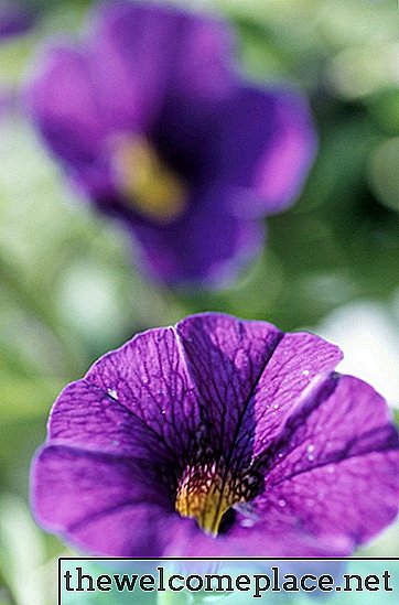 Wat kan ik op petunia's spuiten zodat insecten ze niet opeten?