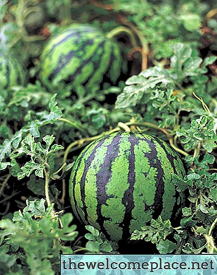 Vad orsakar svarta fläckar på vattenmeloner?