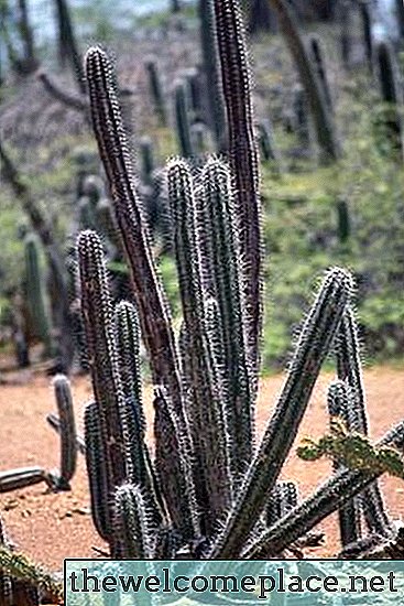 ¿Qué causa que un cactus se incline?
