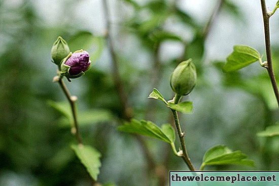 Quelles sont les causes du brunissement des boutons de rose avant l’ouverture sur les buissons?