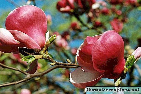Co powoduje białe plamy na liściach magnolii?
