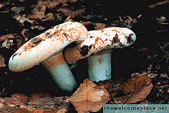 Quels produits chimiques vont tuer les champignons?