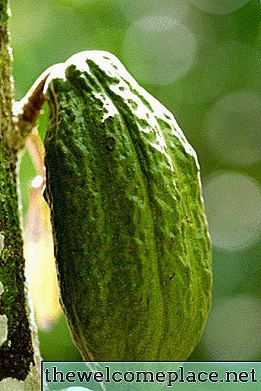 В каком климате растут бобы какао?