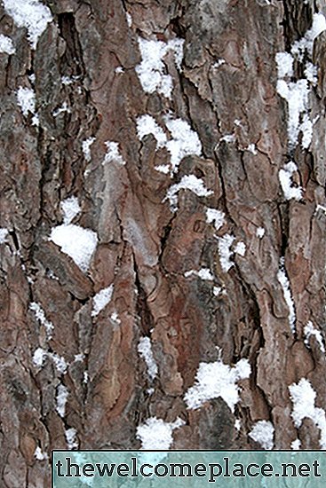 Iklim Apa yang Dibutuhkan Pohon Pinus untuk Tumbuh?