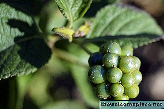 Hva betyr bær på min Lantana-plante?