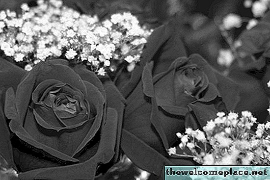 Que symbolisent les roses noires?