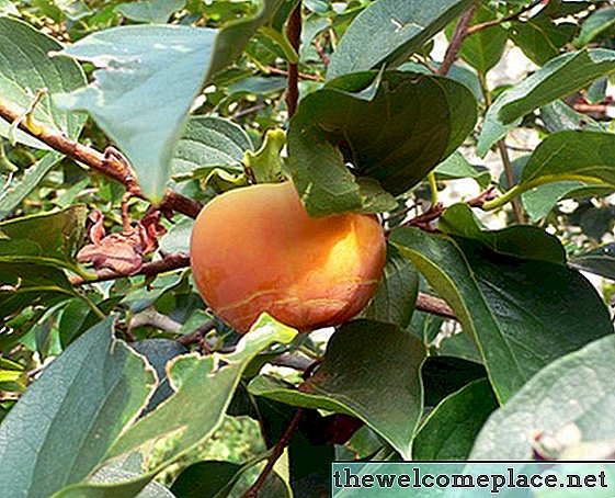 À quoi ressemblent les feuilles des arbres de Persimmon?