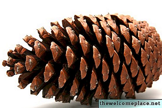 Seperti Apa Bentuk Bibit Pohon Pinus?