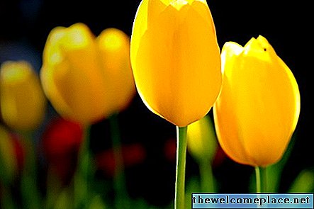 O que significam tulipas amarelas?