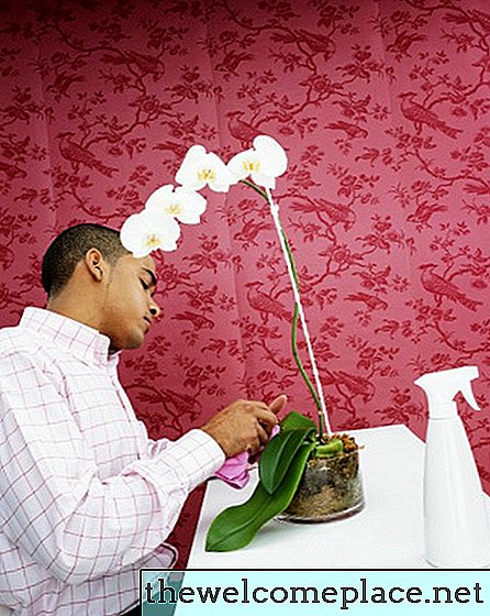 O que você faz quando sua orquídea perde todas as suas flores?
