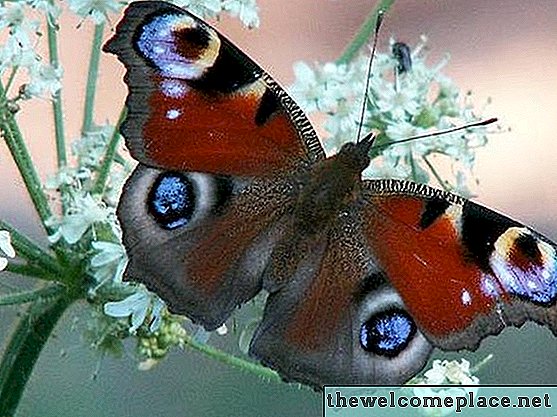 Was tut der Schmetterling für die Natur?