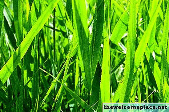 O que o fertilizante faz na grama?