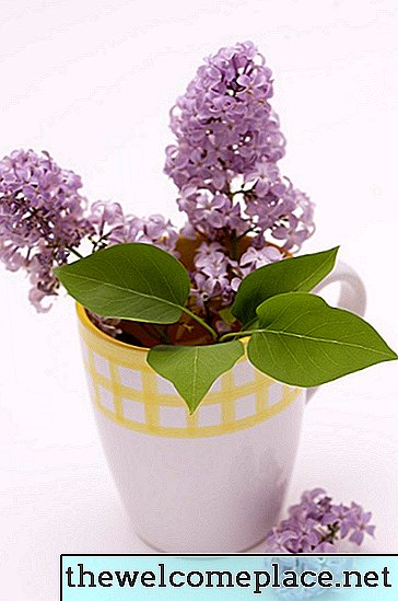 Wat houdt Lilac Smell van?