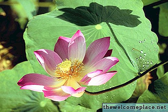 Hvordan lukter lotusblomsten?