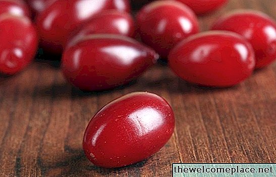 Milyen somfafa rendelkezik piros bogyókkal?