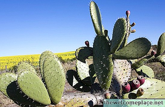 Qu'est-ce qui mange un cactus?
