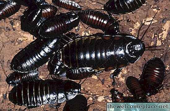 Wat eet kakkerlakken?