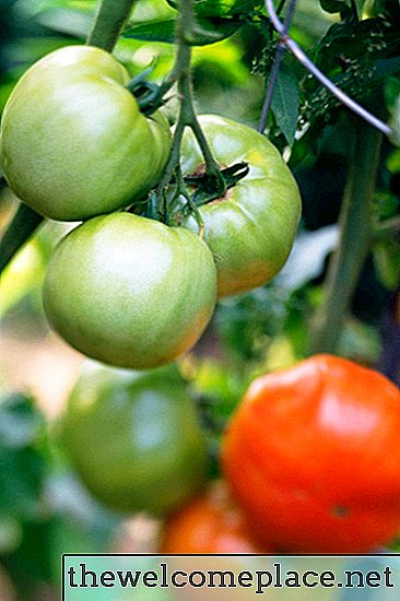 Hvilken effekt har regn på tomater?