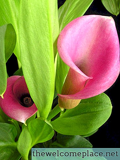 Яка квітка найкраще поєднується з ліліями калла?