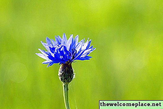Hvilke blomster er naturlig blå?