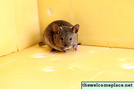 Quels aliments peuvent tuer des souris?