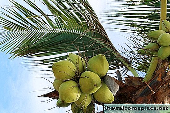Hvilken frugt vokser på palmetræer?