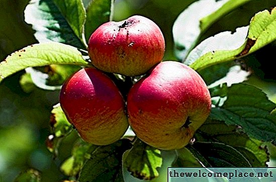 Ce arbori fructiferi pot crește în Pennsylvania?