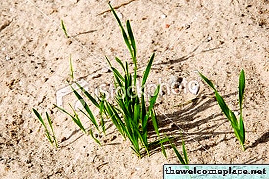 Co Grass roste nejlépe v písku?