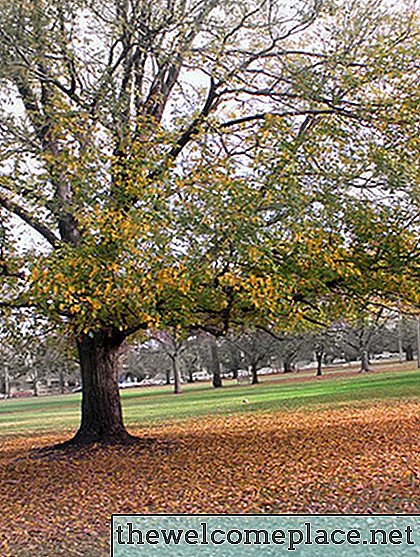 Quels herbicides tuent les arbres?