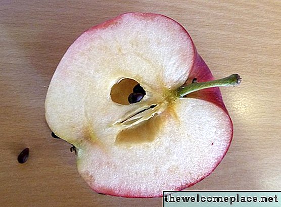 ¿Qué es un pip de manzana?