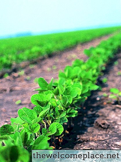 Was ist das beste Klima für den Anbau von Sojabohnen?