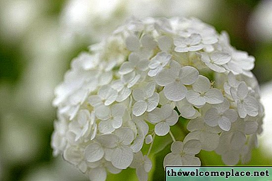 Phân bón tốt nhất cho hoa cẩm tú cầu là gì?