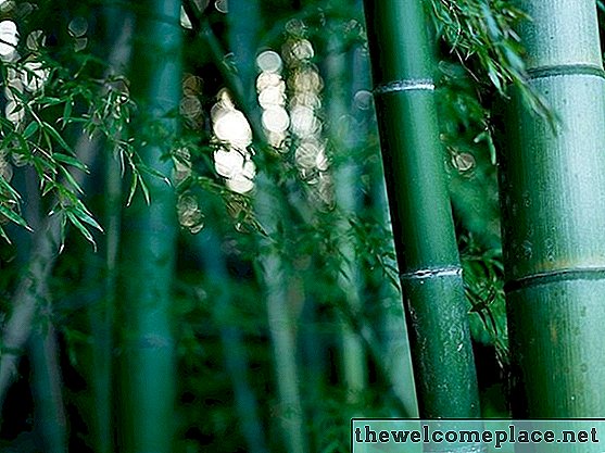 Qual é a melhor maneira de reduzir os caules de bambu?