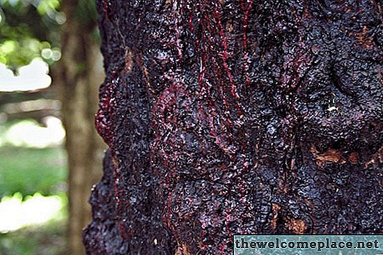 ¿Qué es un árbol sangrante?