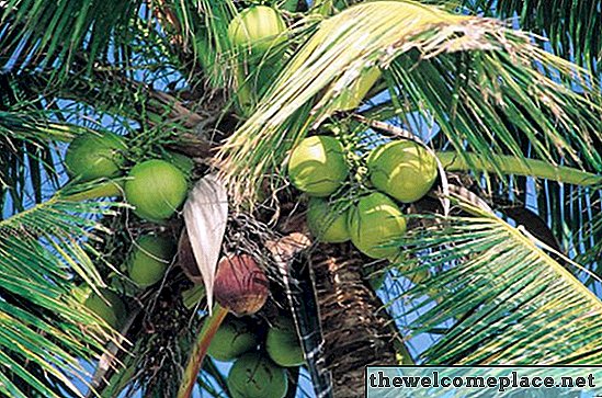Qual è il clima per l'albero di cocco?