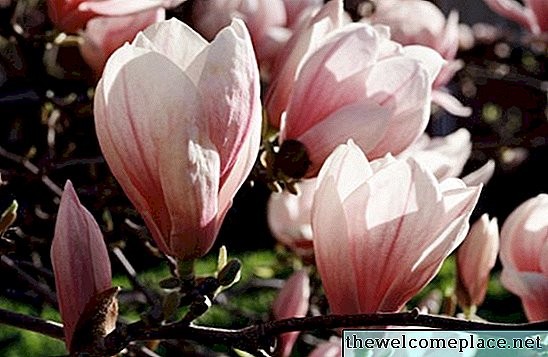 ¿Cuál es la diferencia entre el árbol de cornejo y la magnolia?