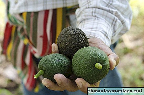 Wat is het verschil tussen een mannelijke en vrouwelijke avocadoplant?