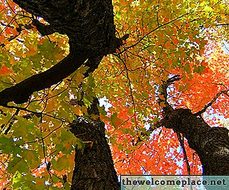 ¿Cuál es la diferencia entre un árbol de arce plateado y un árbol de arce rojo?