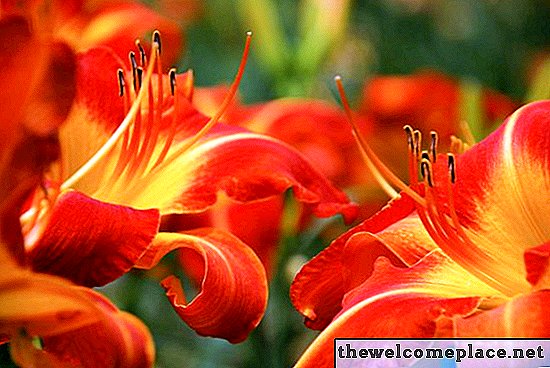 Was ist der Unterschied zwischen einer Tigerlilie und einer Taglilie?