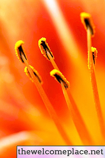 Hva er antherens funksjon på en blomst?