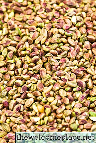 Qual é a função do cotilédone na semente?