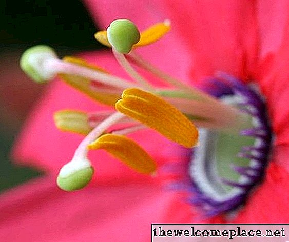Τι είναι η λειτουργία του Pistil στα λουλούδια;