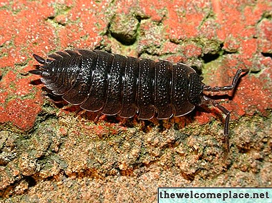 O que é o inseto cinzento encontrado sob tijolos e sujeira?