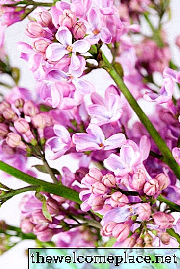 Quel est le taux de croissance d'un lilas japonais?