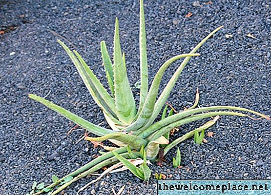 Kaj je guma Aloe?