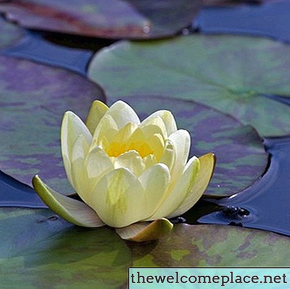 Jakie jest środowisko lilii wodnych?