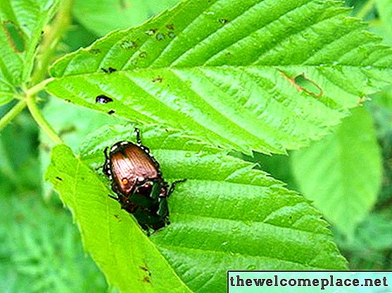 Hva er en junifeil og en japansk bille?