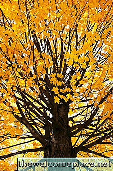 Lateral Ağaç Dalı Nedir?