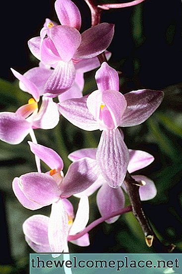 Qual é a vida útil de uma orquídea?