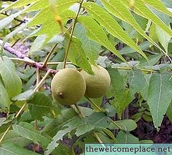 Яка тривалість життя дерев волоських горіхів?